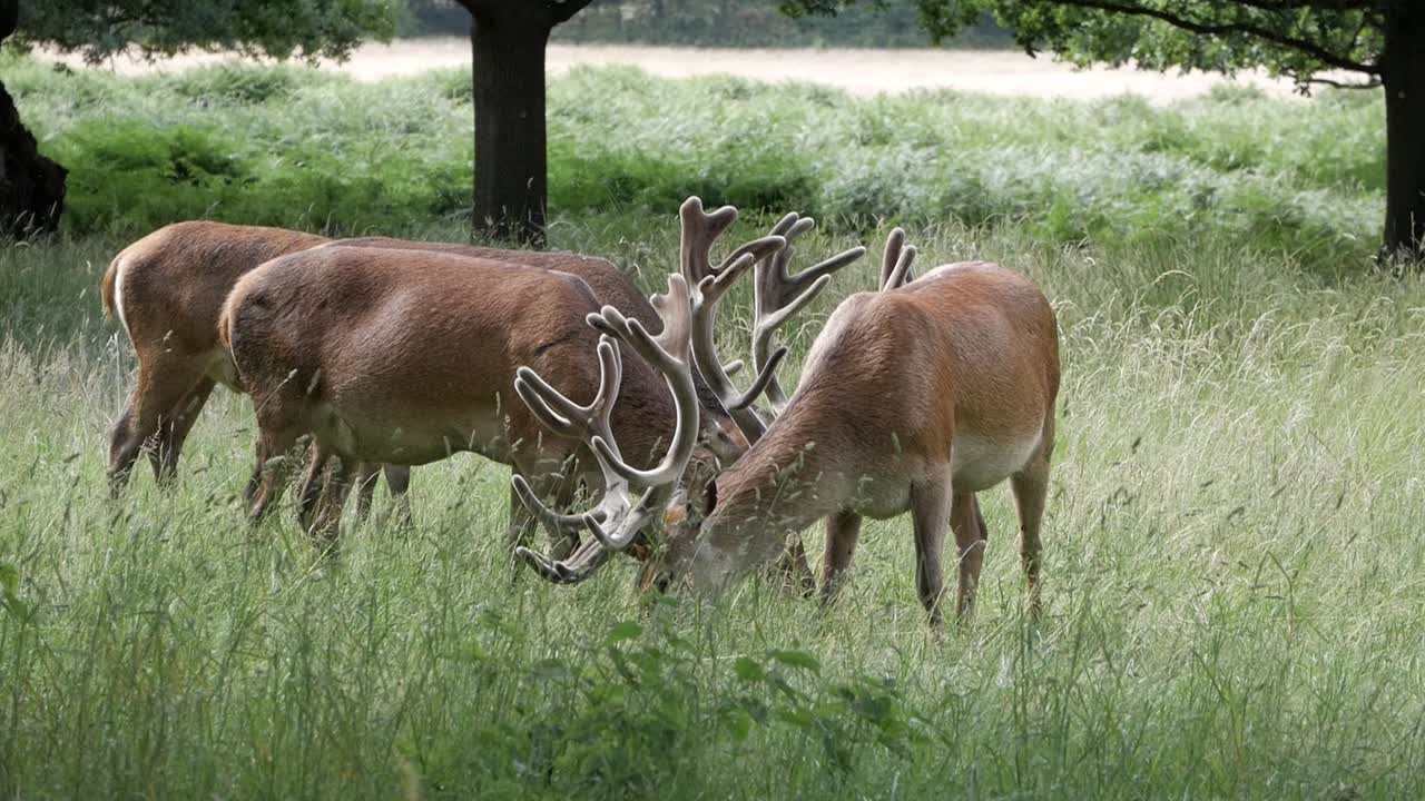 Closeup three majestic male red deer exemplar at Richmond Park, London. Stags are feeding on grass around trees on the natural reserve spectacular scenery