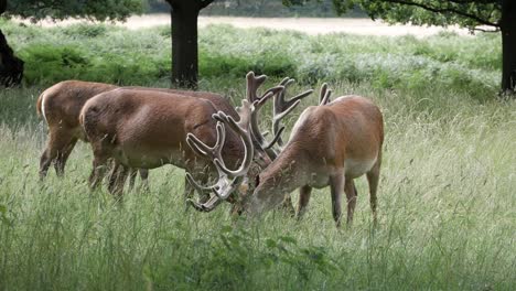 closeup three majestic male red deer exemplar at richmond park, london. stags are feeding on grass around trees on the natural reserve spectacular scenery