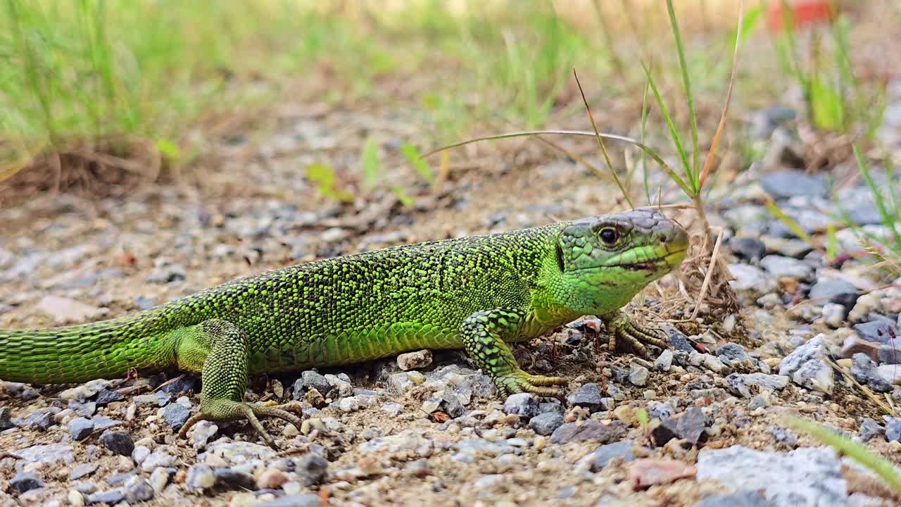 Close-up of green lizard on rocky soil making subtle head movements in natural daylight