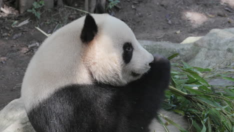 a close up of a panda eating