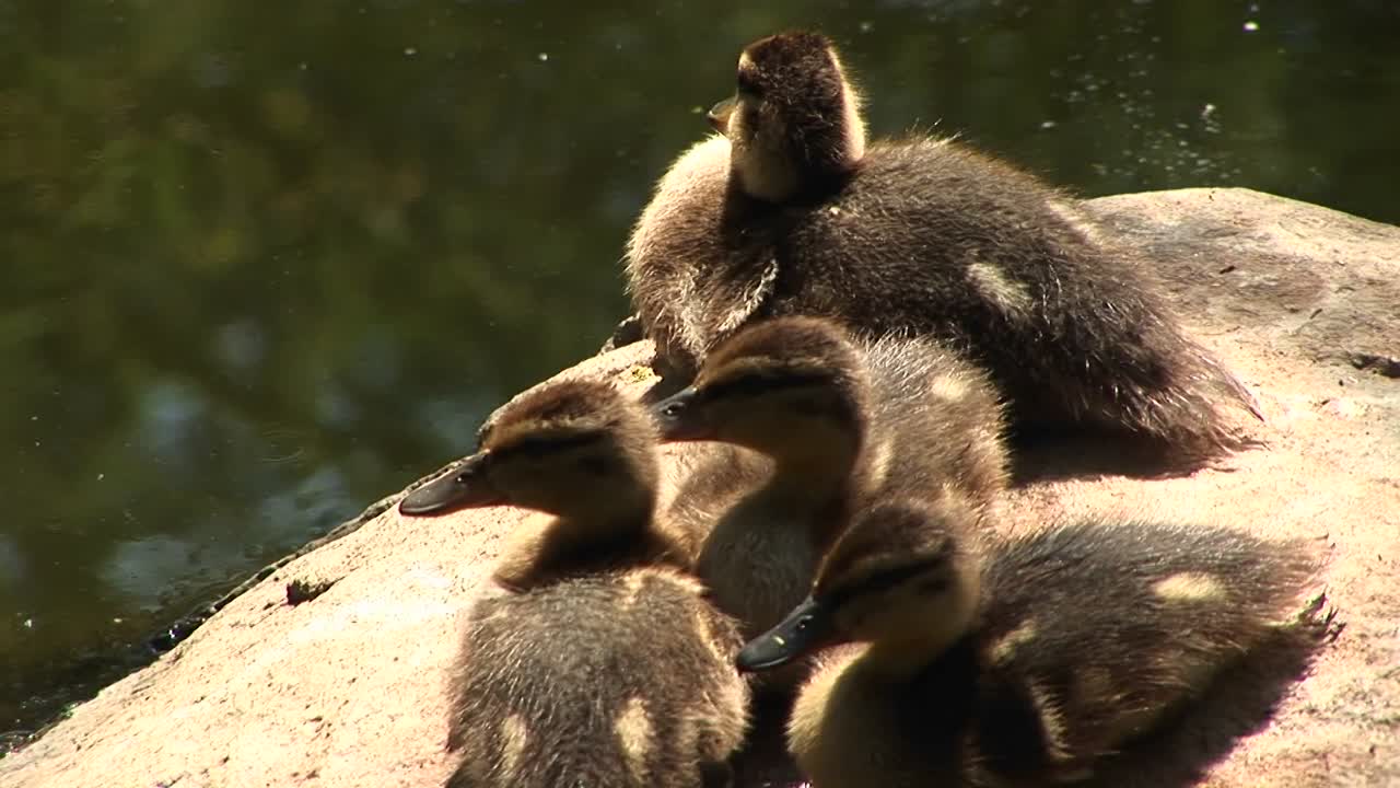 primer plano de cuatro patitos sentados en una roca cerca del agua llamando a su madre