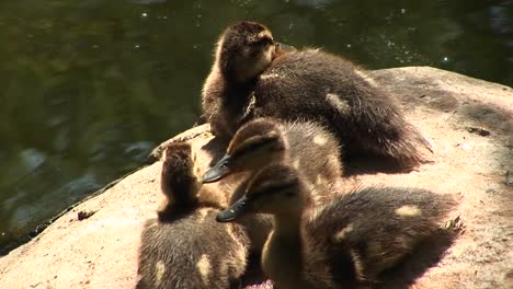 Primer-Plano-De-Cuatro-Patitos-Sentados-Sobre-Una-Roca-Cerca-Del-Agua-Llamando-A-Su-Madre