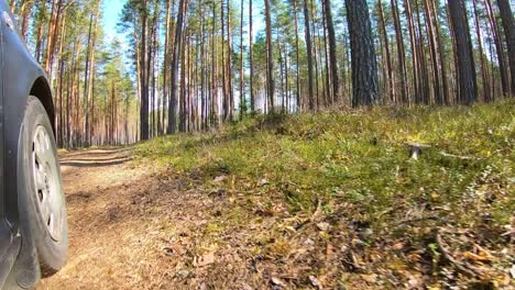 El-Viaje-En-El-Bosque-Es-Una-Mirada-Muy-Baja