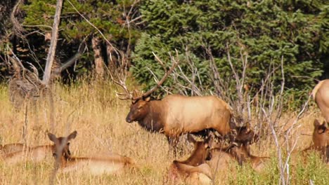 Bull-elk-walking-through-a-herd-in-a-meadow-with-pine-trees-in-the-background