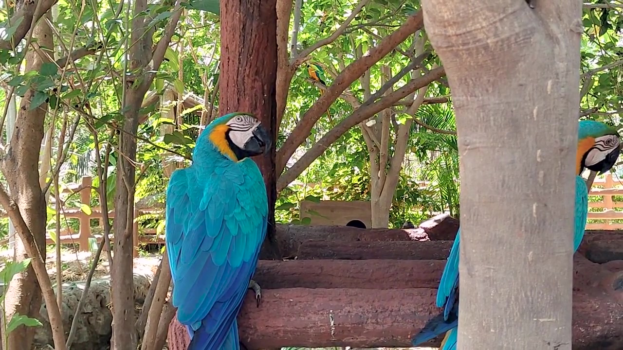 Two vivid blue-and-gold macaws perch on rustic log structure in lush zoo setting. Ideal for exotic wildlife content, conservation education, travel, and tropical storytelling.