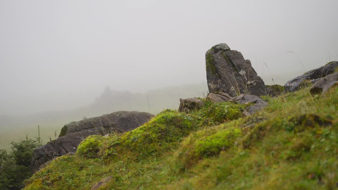 Grass, Moss and stones in heavy fog in swiss mountains