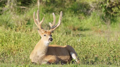 venado de pantano tranquilo, blastocerus dichotomus sentado y descansando en una tierra baja cubierta de hierba, aleteando constantemente las orejas