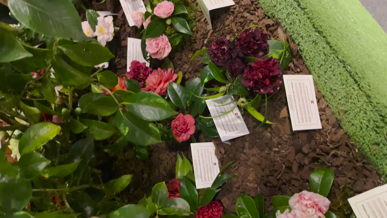 Vue frontale avec mouvement orbital ascendant de plantes à fleurs dans une jardinerie.