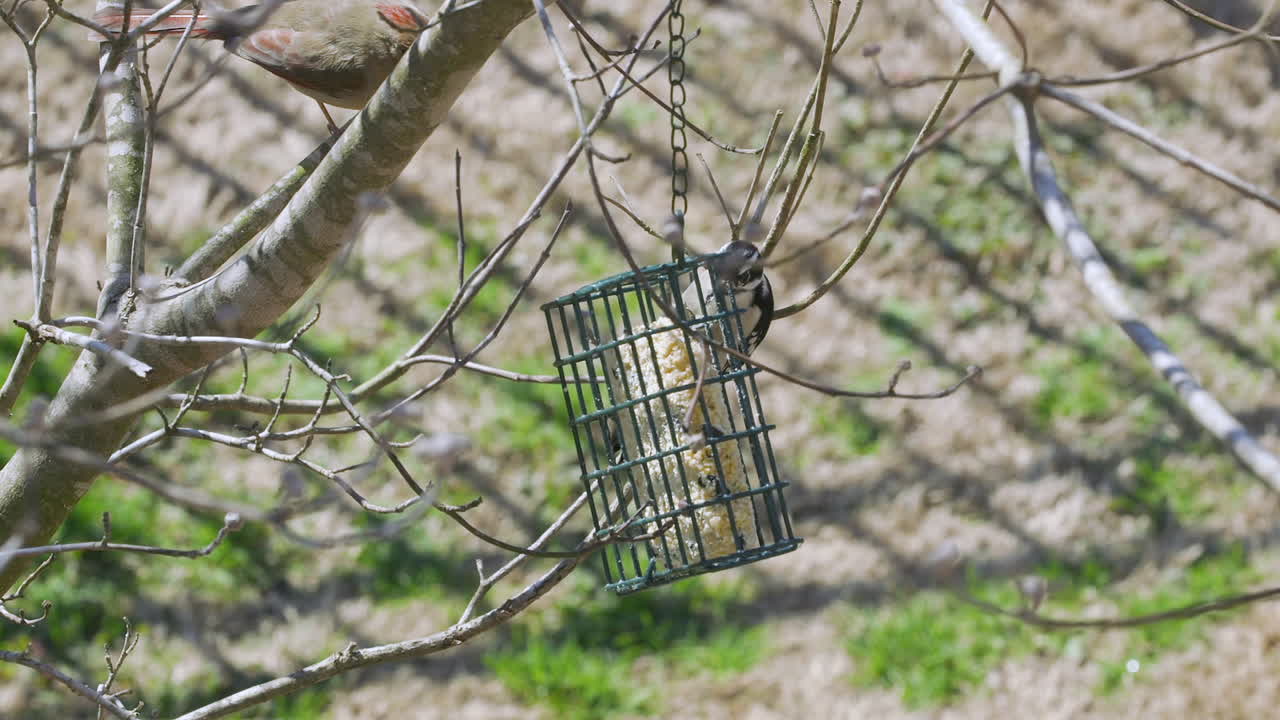 Female Northern Cardinal and a Downy Woodpecker share a suet bird-feeder during late-winter in South Carolina. Slow Motion. Clip D