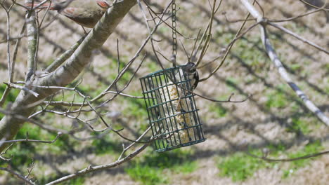 female northern cardinal and a downy woodpecker share a suet bird-feeder during late-winter in south carolina. slow motion. clip d