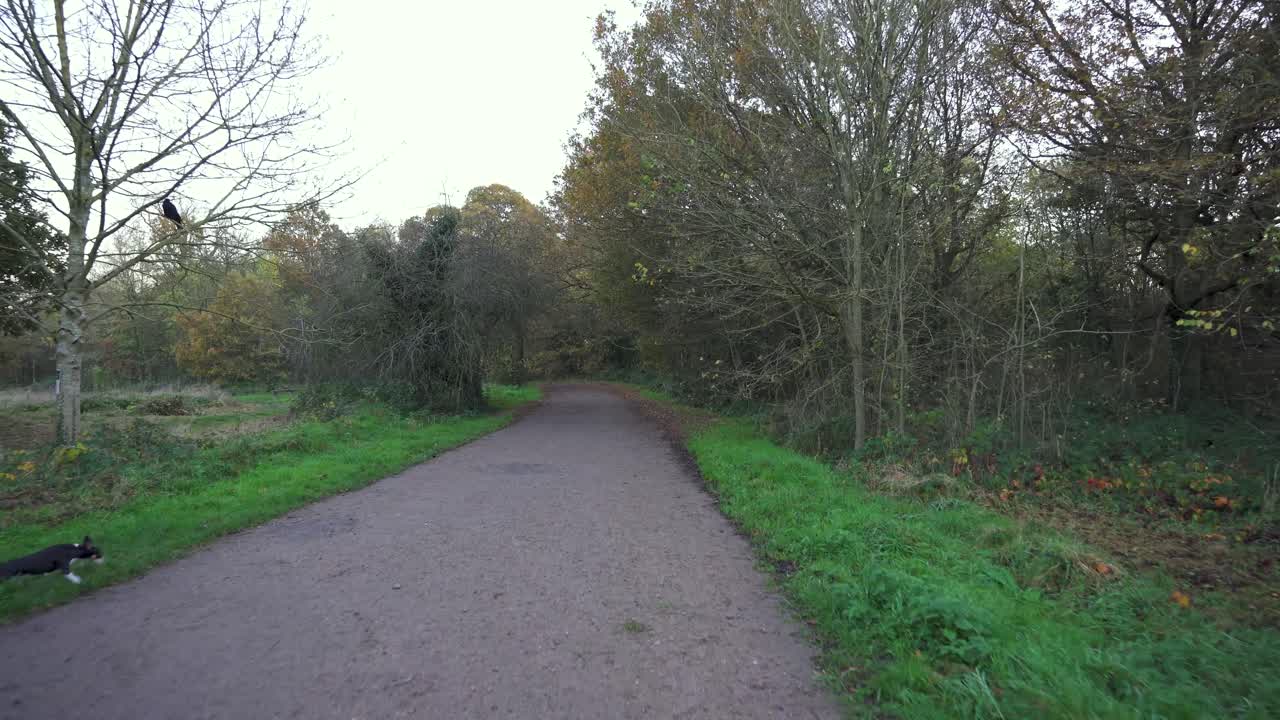 First person view walking the dog through a forest pathway in Autumn