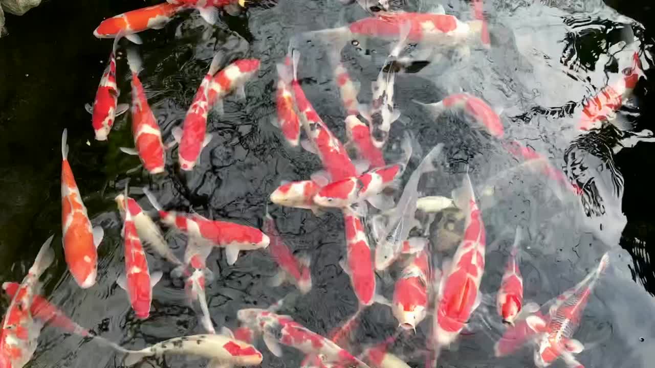 Japonya'da bir gölette yüzen Koi balıkları