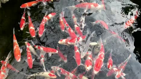 coy fish swimming in a pond in japan