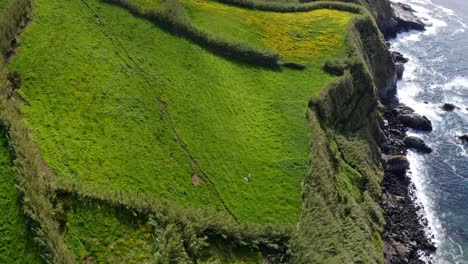 steep green pastures on sea cliffs of azores coastline, flyover view