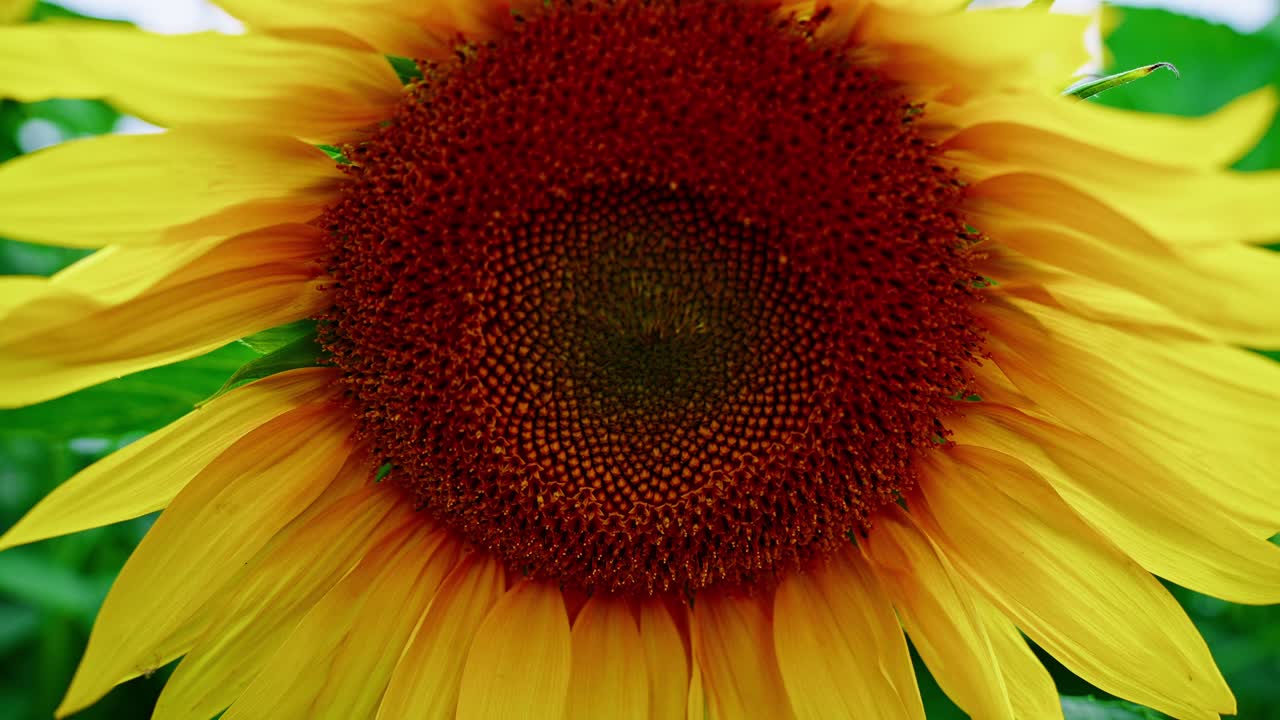 Primo Piano di un Girasole Giallo Vivace che Fiorisce in un Giardino