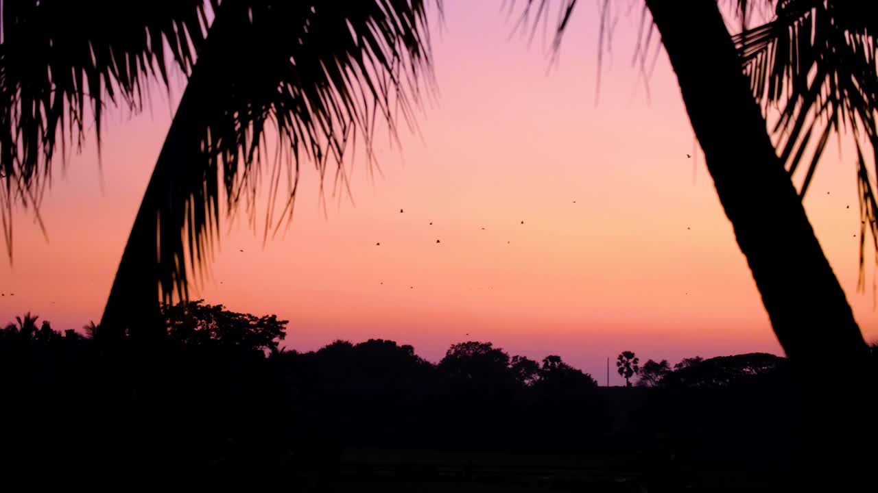 Scenic view of flying foxes bats against pink sky sunset in Polonnaruwa, Sri Lanka