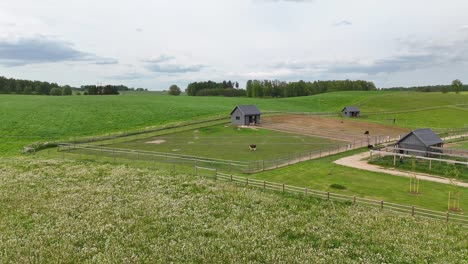dandelion field landscape near zoo farm park. aerial drone shot