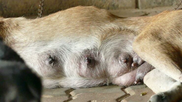 Cucciolo di cane tailandese che si nutre di latte materno.