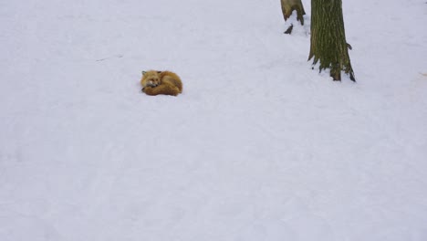 two foxes in a snowy field on cold winter day