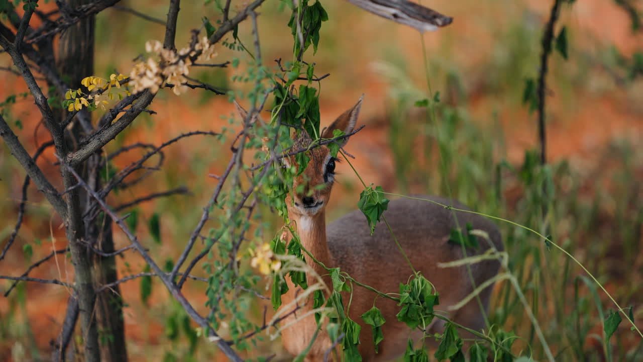 Gazelle Hiding in the Bush