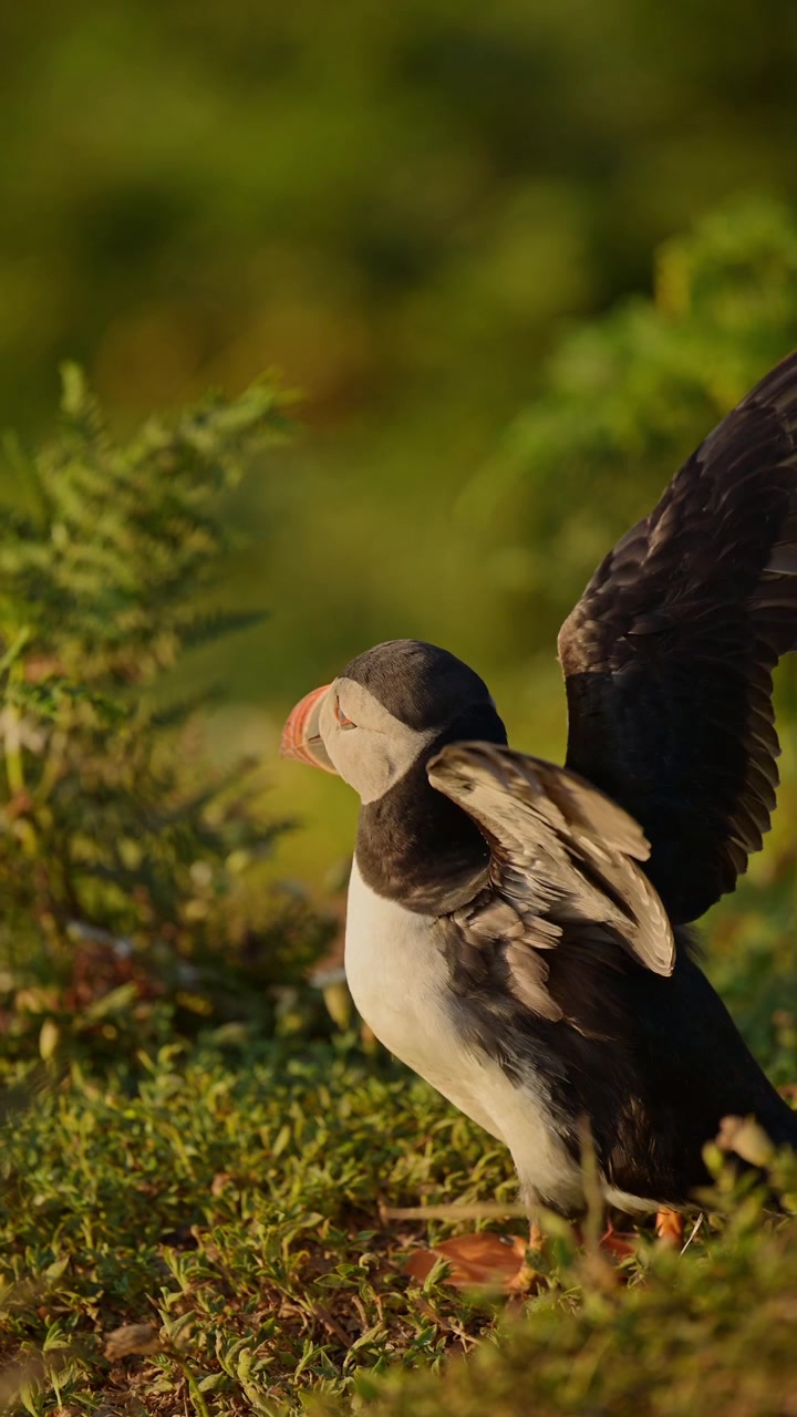 Ritratto ravvicinato verticale di pulcinella di mare atlantica, video verticale di pulcinelle di mare atlantiche per social media, Instagram Reels e TikTok sull'isola di Skomer in Galles, Regno Unito, uccelli marini, fauna selvatica e natura
