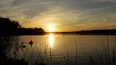 Stunning-golden-sunset-on-peaceful-calm-lake-reflecting-light-with-geese-swimming-in-foreground