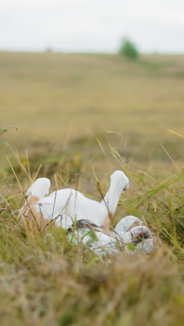 perro rodando alegremente en la hierba en el campo abierto, disfrutando de la libertad y el aire fresco, lúdico y relajado, moviendo la cola, las orejas animadas, capturando un momento divertido y despreocupado en la naturaleza con la cálida luz del sol