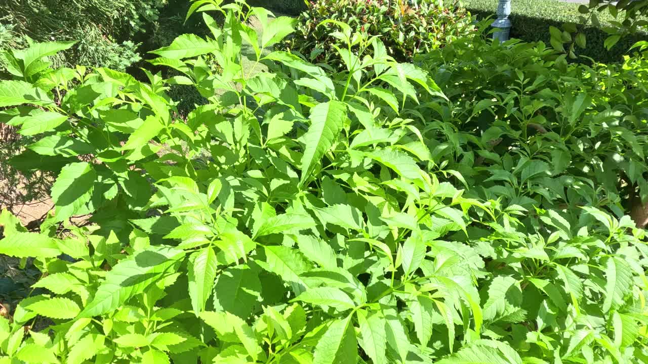la luz del sol parpadea a través de las vibrantes plantas verdes del jardín.