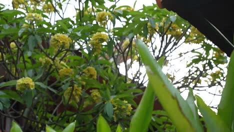 Shot-of-a-blossoming-Balinese-tree-with-yellow-flowers-between-greenery-with-sun-flare-in-Kuta-beach-Bali-Indonesia