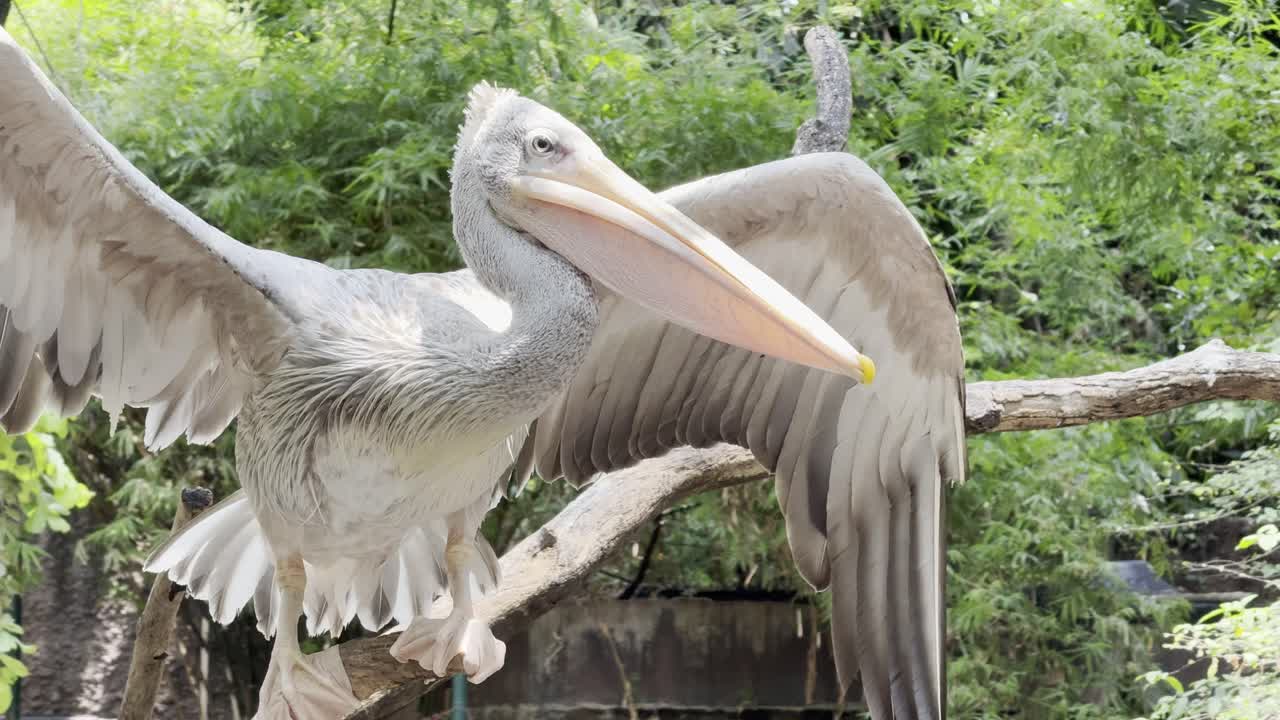 Brown pelican Bird in Bangkok Thailand