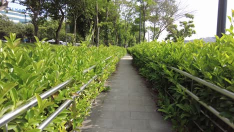 sendero del parque con setos verdes