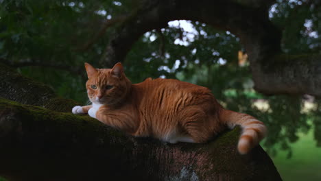 orange tabby cat lounging in a mossy tree