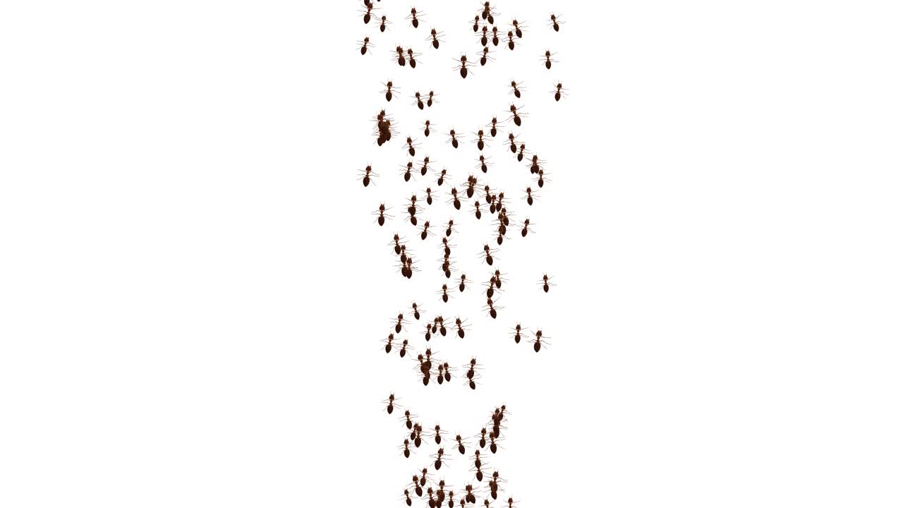 Ants insects walking moving on the white on green screen loop background ant bug pest colony ant