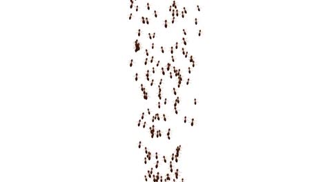 ants insects walking moving on the white on green screen loop background ant bug pest colony ant
