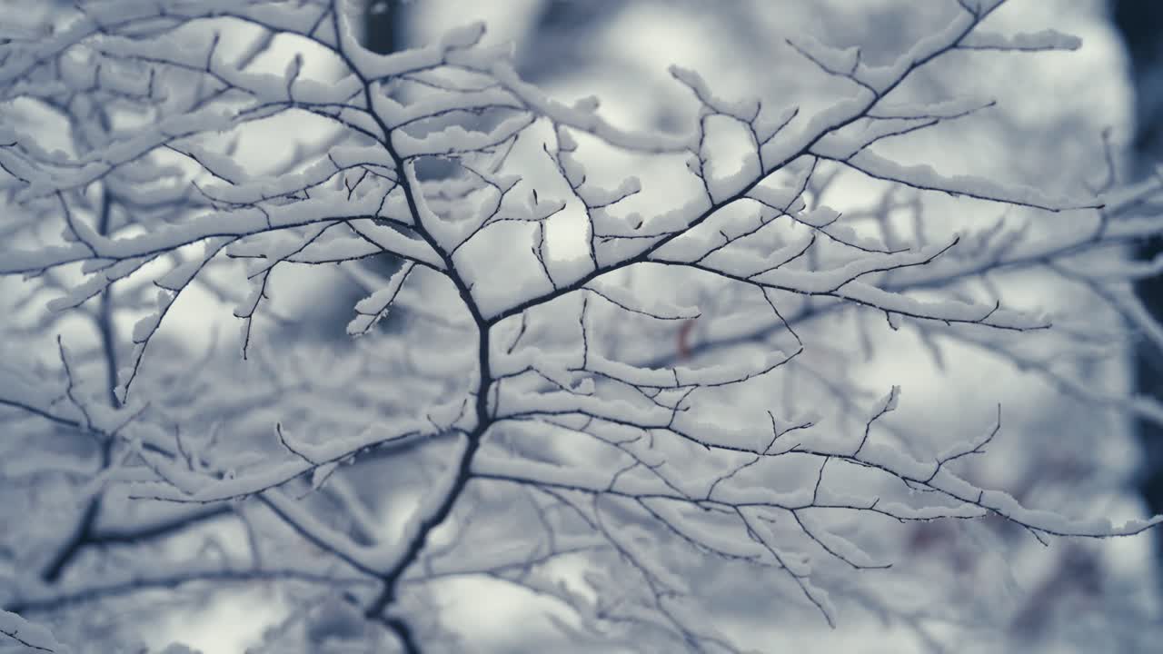 la prima neve ricopre i delicati rami del faggio