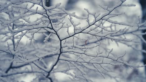 the first snow is covering the delicate branches of the beech tree