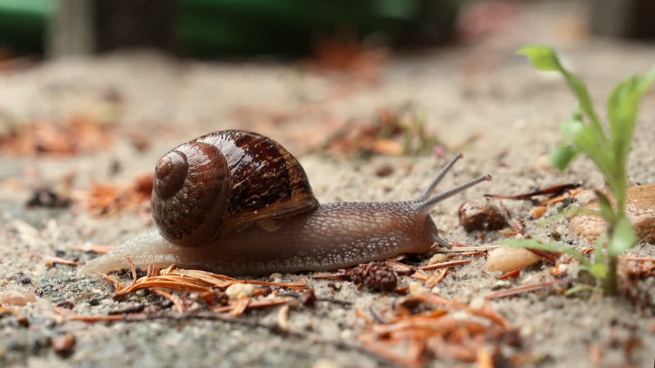 un caracol de jardín común que se arrastra lentamente por el jardín en busca de comida