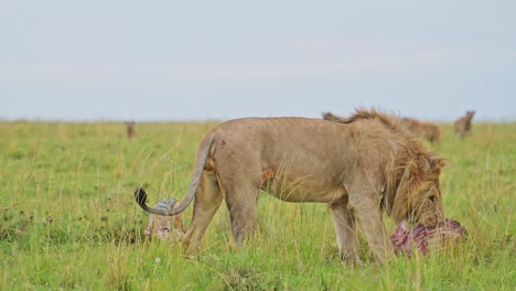 slow motion of male lion eating a kill of a dead zebra, african wildlife safari animals in africa in maasai mara, kenya with hyena watching and waiting turn to eat food, amazing animal behaviour