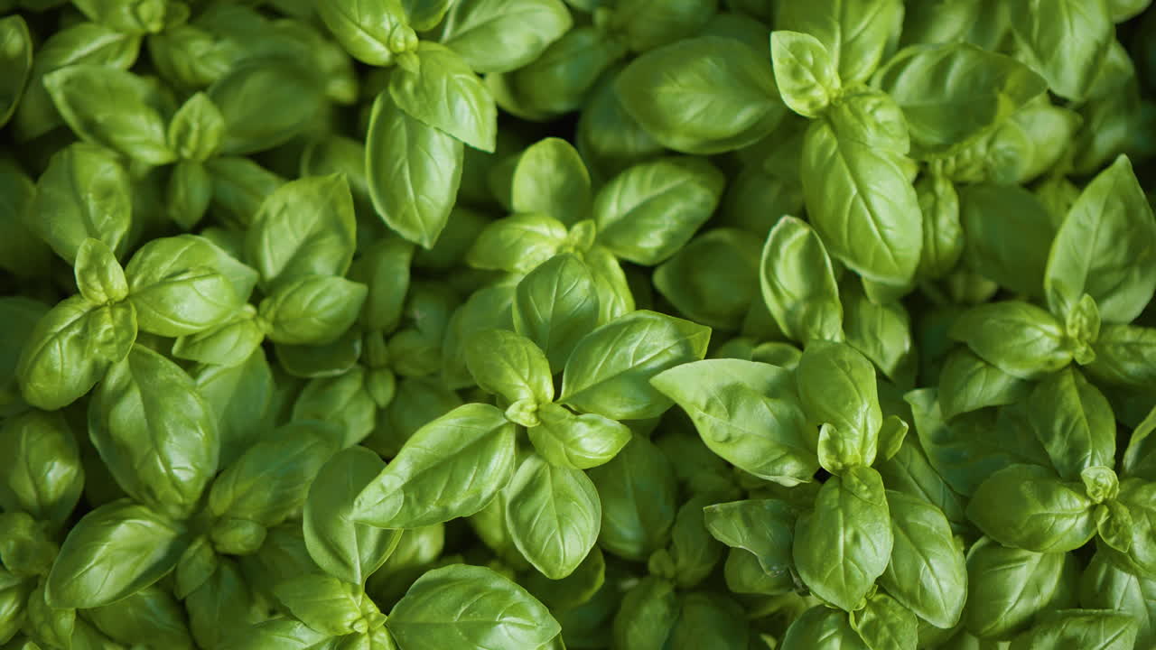 Moving over green basil leaves, growing inside a greenhouse, in sunny Italy