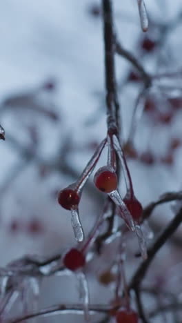 primer plano de bayas rojas congeladas por la nieve colgando de las ramas desnudas de los árboles durante el invierno. los caramelos de hielo cuelgan delicadamente de las ramificaciones, mejorando la estética helada contra un fondo suave y borroso