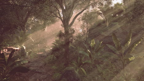 la luz del sol filtrándose a través de los árboles en un exuberante bosque tropical durante la mañana