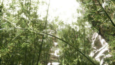 el bosque de bambú verde en hawai