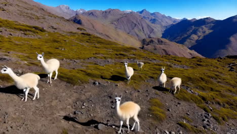 herd of guanacos in the high andes mountains