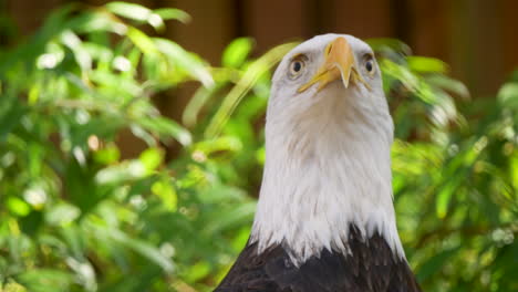 Close-up-of-a-bald-eagle-attentively-looking-at-its-surroundings