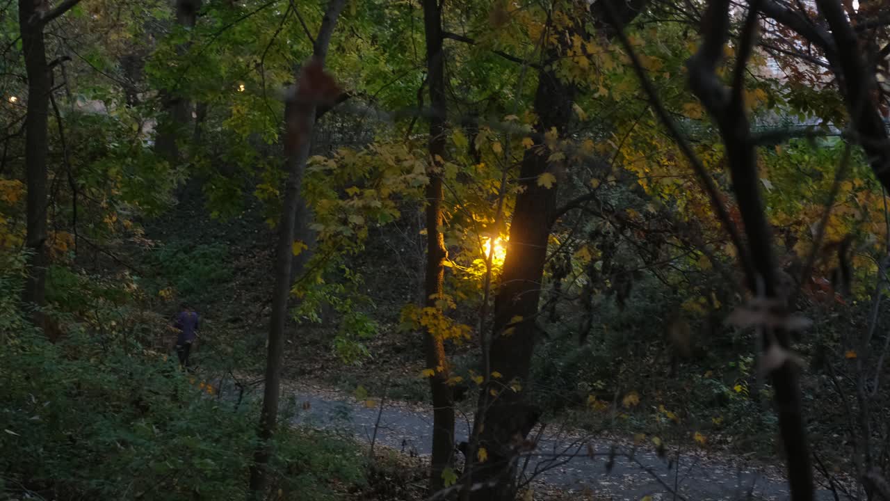 Gentle pan and tilt down through forested park at dusk, there is a walking man in the distance down the path