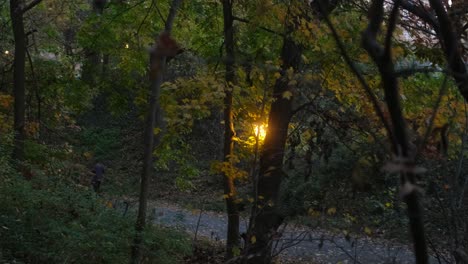 gentle pan and tilt down through forested park at dusk, there is a walking man in the distance down the path