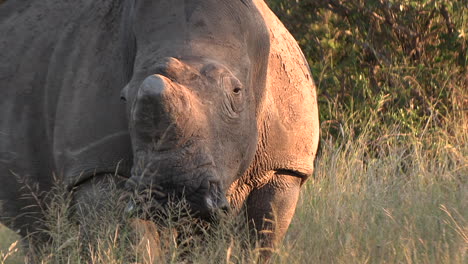 close-up of a dehorned female rhino, dehorned to protect her against poachers