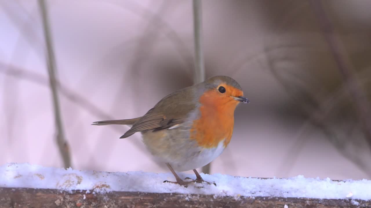 European robin walks right along snowy fence eating birdseeds, handheld closeup in cold winter