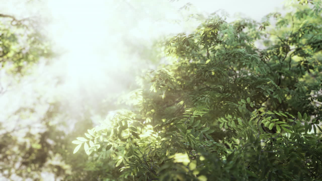 안개가 있는 초록색 숲의  ⁇ 빛