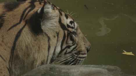 sumatran tiger staring into water from behind a rock, ready to drink